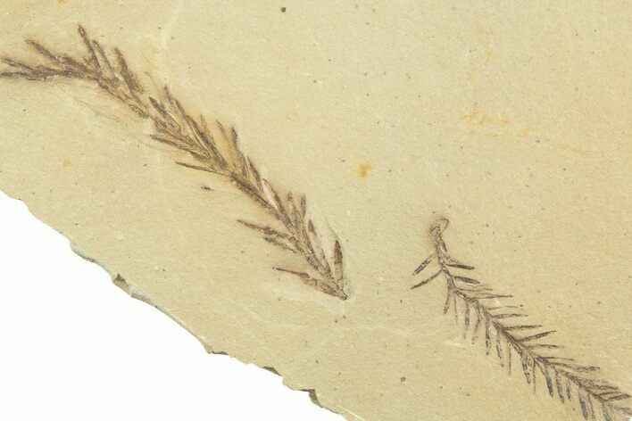 Shale With Dawn Redwood (Metasequoia) Fossils - Montana #356495